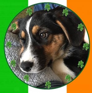 Meet your Posher, Terri